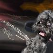 image Kalender-Honden-08.jpg