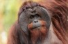 En Vill Kvinnelige og Mannlige Orangutang slått seg Sammen for Å Drepe en Annen Orangutang