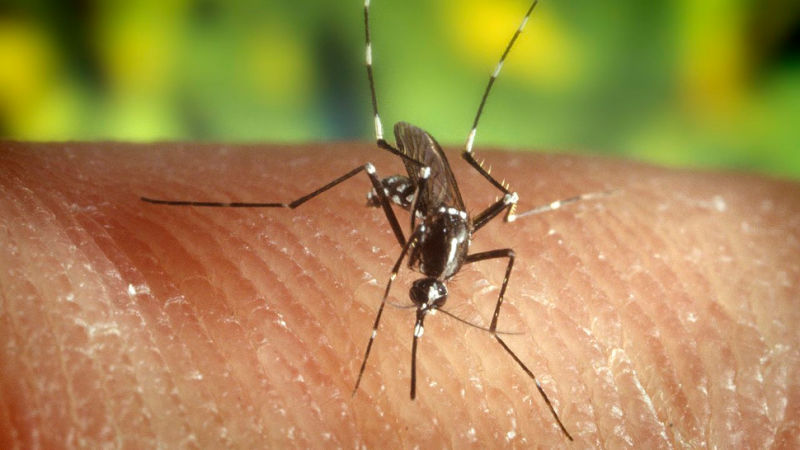 We've Found the Most Compelling Evidence Yet That Links Zika to Birth Defects