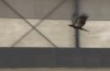 La Police néerlandaise Sont la Formation des Aigles de Capturer des Drones