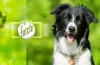 Microsofts Nye Appen Kan Identifisere Avle på en Hund Fra Bildet