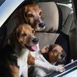 image Kalender-Honden-02.jpg