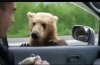 Video: Russian bedelbeer will bother you