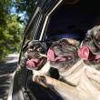 image Kalender-Honden-04.jpg