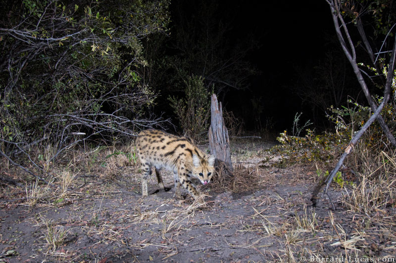 Sneaky Camera Traps Capture Stunning Images of Namibian Wildlife