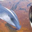 image ferrariflyingsaucer5.jpg.jpg
