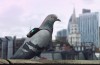 Pigeon patrol will help to investigate the level of air pollution