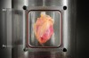 Scientists will grow human hearts from stem cells
