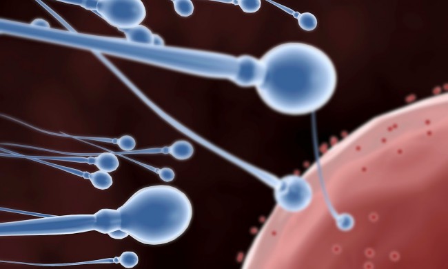 Fertilisation