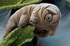 Den animalcules kan inte vara någon annans DNA