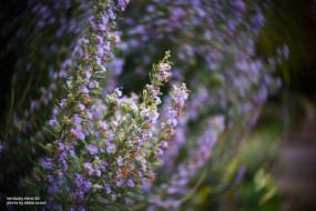 Примеры съемки на Lensbaby Twist 60