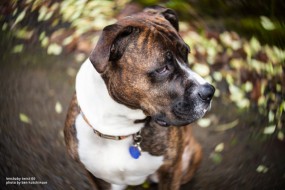 Примеры съемки на Lensbaby Twist 60