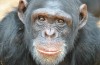 Will chimpanzees human rights?