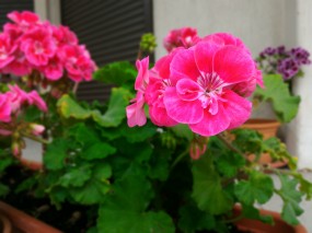 Пример фото, снятых на тыловую камеру ASUS ZenFone 2 Deluxe Special Edition