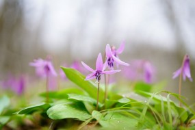 Тестовые снимки Sony Planar T* FE 50mm F1.4 ZA
