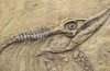 Dinosaurier var smartare än vi trodde
