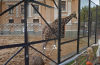 Moskauer Zoo erschien auf der Google-Panoramen