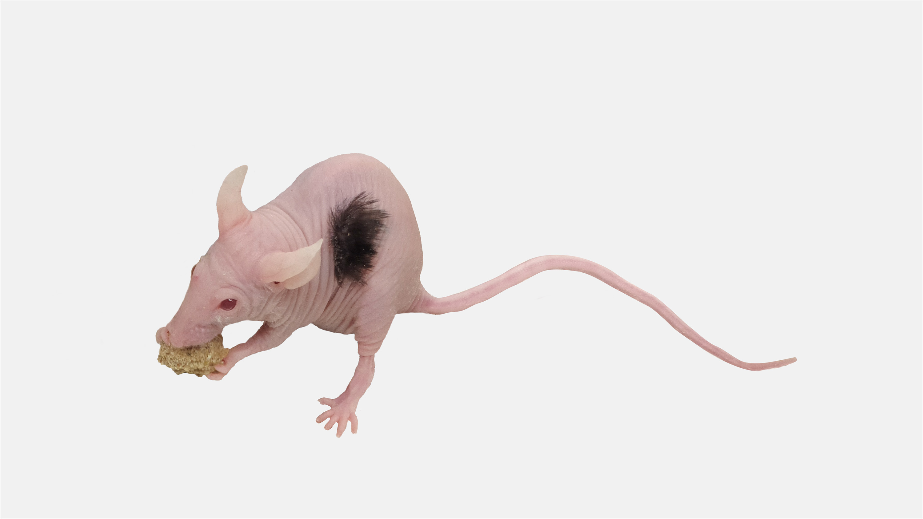 mus konstruerad för att växa människohår